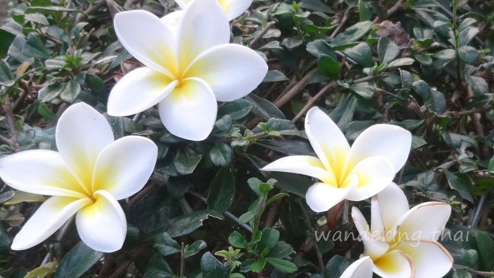 plumeria