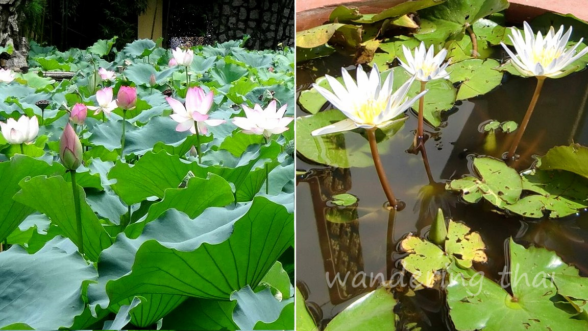 lotus&waterlily